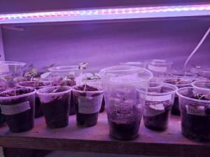 поставила ближе к свету (2).jpg