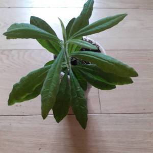 родик март.jpg