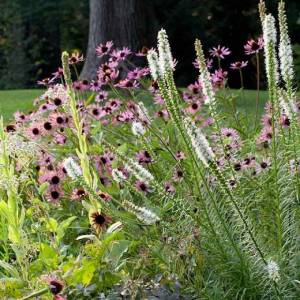 Floristan Weiss + эхинацея purpurea Magnus.jpg