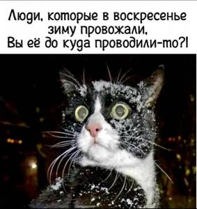 коты.jpg