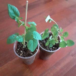 Аспиринка март.jpg