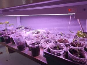 поставила ближе к свету (1).jpg