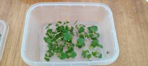 Ежевика Честер.jpg