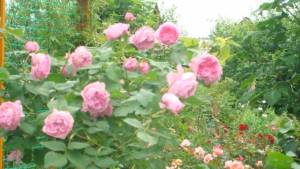 DSC06330.thumb.jpg.a6e3f5a159c544110d1a7cd801cdd25b.jpg