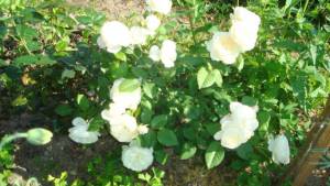 DSC06704.thumb.jpg.b8a37eda112d342d83e6138ba87d4c54.jpg