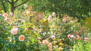DSC06746.jpg