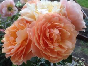 IMG_1261.thumb.JPG.d40d38f20cc6b523822b45f7a00f7c47.JPG
