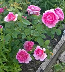 WP_20210624_036.jpg