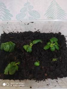 Гортензия в контейнере.jpg