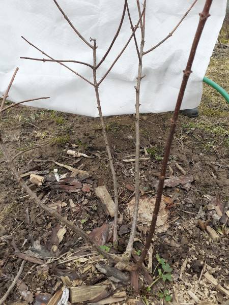 На 3 грядки посадили 27 луковиц тюльпанов. Гортензии Окс 4-6 веток 3 года от веры Глуховой отзывы.