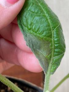 WhatsApp Image 2022-04-03 at 11.59.38.jpeg