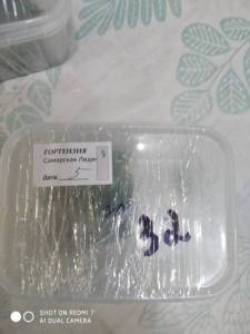 Гортензия 5 шт.jpg