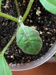 WhatsApp Image 2022-04-03 at 12.00.29.jpeg