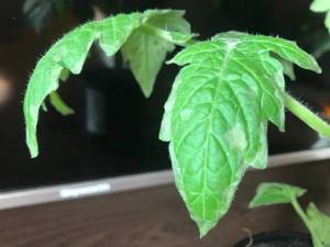 IMG_0259.thumb.jpg.bbe05d773baf9c0ff65b27f32bed994d.jpg