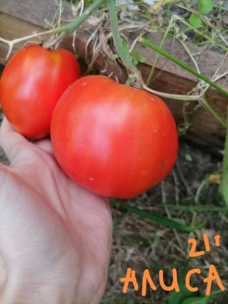 Алиса - А — сорта томатов - tomat-pomidor.com - отзывы на форуме