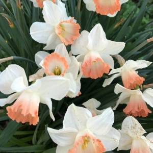 narcissus-salome.jpeg