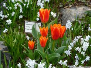 tulipa_kaufmanniana_love_song_02.jpg