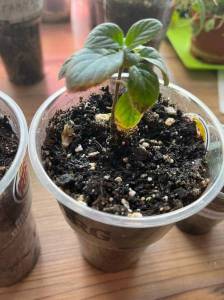 лидия засыпает.jpg