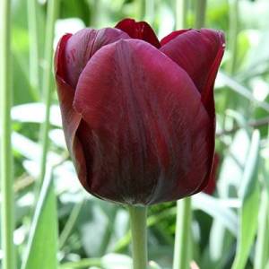 11_TULIPA-MASCARA.thumb.jpg.eeb8adba1d53f22e6dbeb2b65eeaf758.jpg