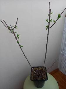 гортензия бобо.jpg