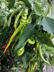 Турецкий длинный 2021г-1.jpg