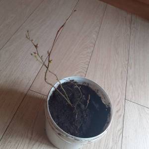 Патриот 2.jpg