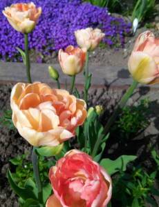 IMG_20220511_091723_2~2.jpg