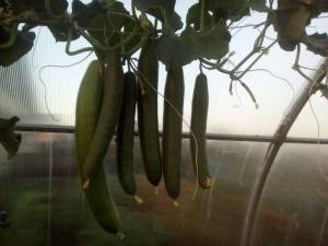 image-2019-02-08 14_49_42.jpg