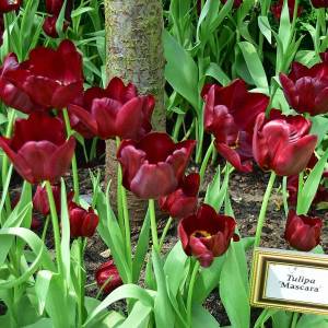 1_TULIPA-MASCARA.thumb.jpg.2f9693f475931a5772e183d2dae526de.jpg
