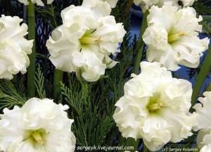 Narcissus Sunnyside Up.jpg