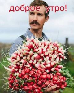 редиска.jpg