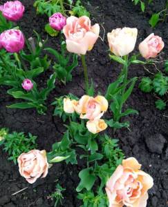 IMG_20220515_091028_2~2.jpg