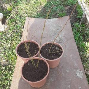 голубика пинк лимонад.jpg