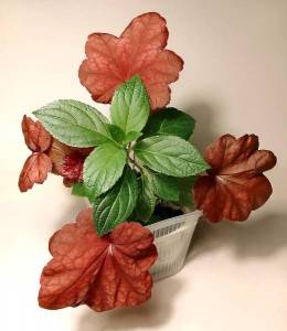 IMG_20220508_034322_Autumn Leaves_Living Strawberry Blossom_sm.jpg