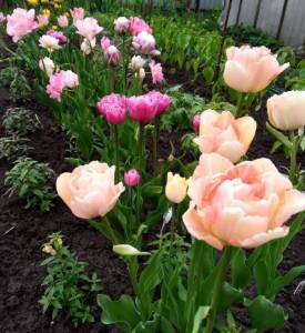 IMG_20220515_141412_1~2.jpg