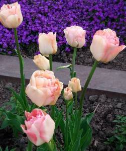 IMG_20220513_194450_1~2.jpg
