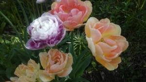 DSC_3792.thumb.JPG.63f4176c02d669b3b949d87c86c7bd78.JPG