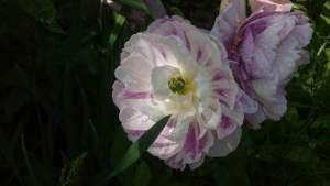 DSC_3855.thumb.JPG.ea9f5588ad75e9750d5734a01edace47.JPG