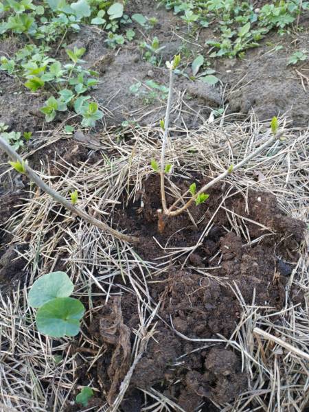 На 3 грядки посадили 27 луковиц тюльпанов