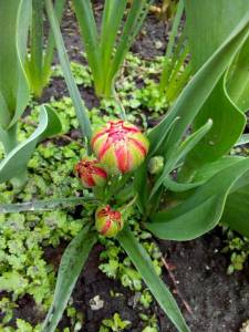IMG_20200509_094417.jpg