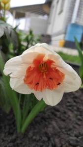 IMG_20220512_171013.jpg