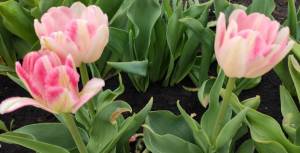 IMG_20220518_143525.jpg