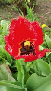 IMG_20220519_151558.thumb.jpg.7c45104ee9dfbe8bca04e76de6b01084.jpg