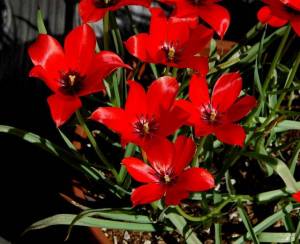 Tulipa_linifolia_2008_msi2.jpg