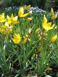Tulipa_sylvestris_Tulipan_dziki_2006-05-03_04.jpg