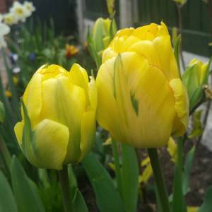 tulipa-akebono.jpeg