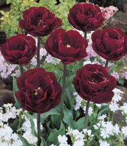 tulipa-uncle-tom.jpg
