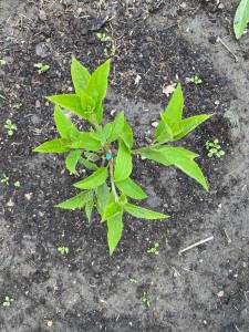 WhatsApp Image 2022-06-10 at 15.11.42.jpeg