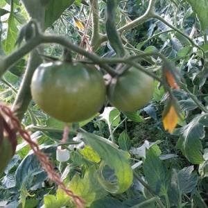 пинк маргит.jpg