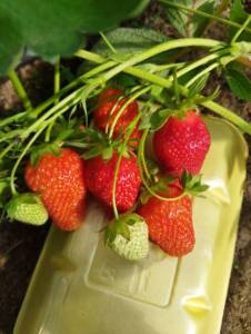 клубника 2.jpg